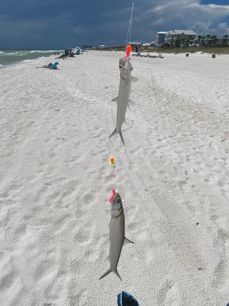 After Work/School Surf Fishing In Panama City Beach