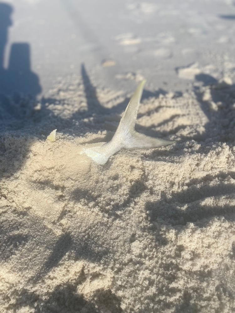 After Work/School Surf Fishing In Panama City Beach