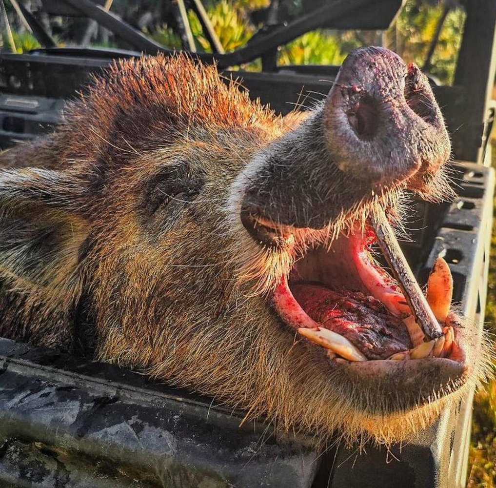 Florida Wild Boar Whack! In Okeechobee