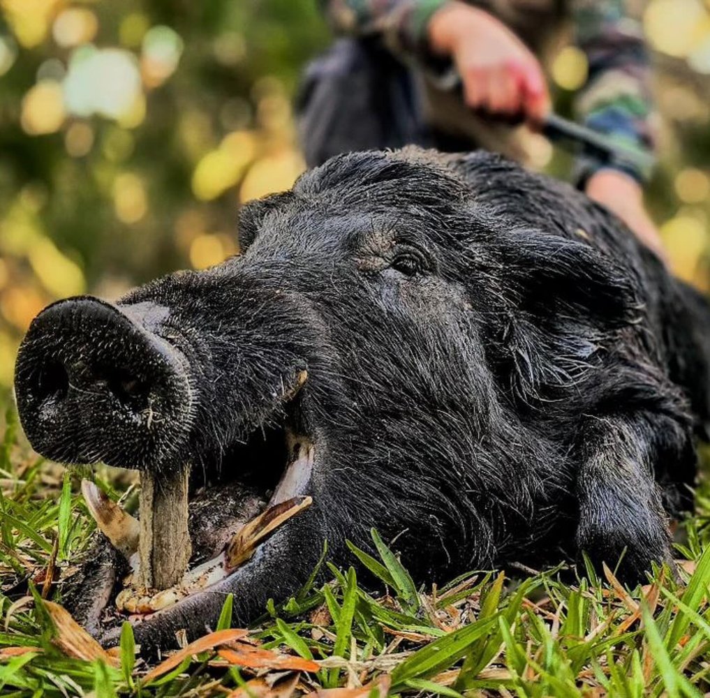 Florida Wild Boar Whack! In Okeechobee