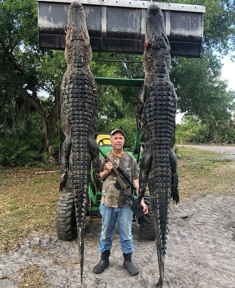 Florida Gator Takedown- 10' In Okeechobee