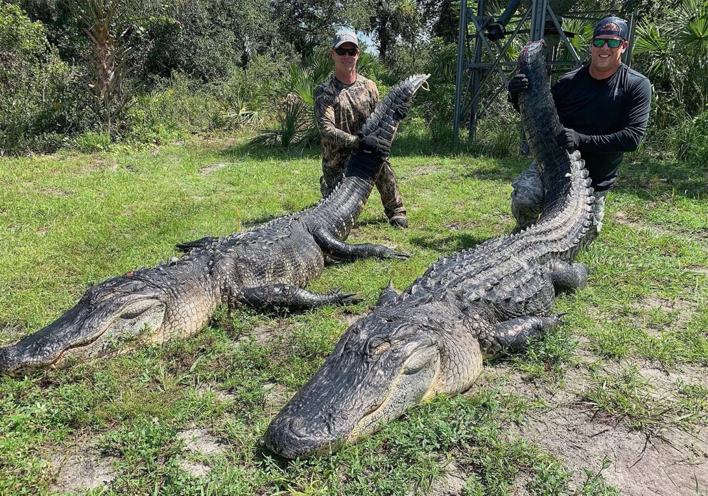 Florida Gator Takedown- 11' In Okeechobee