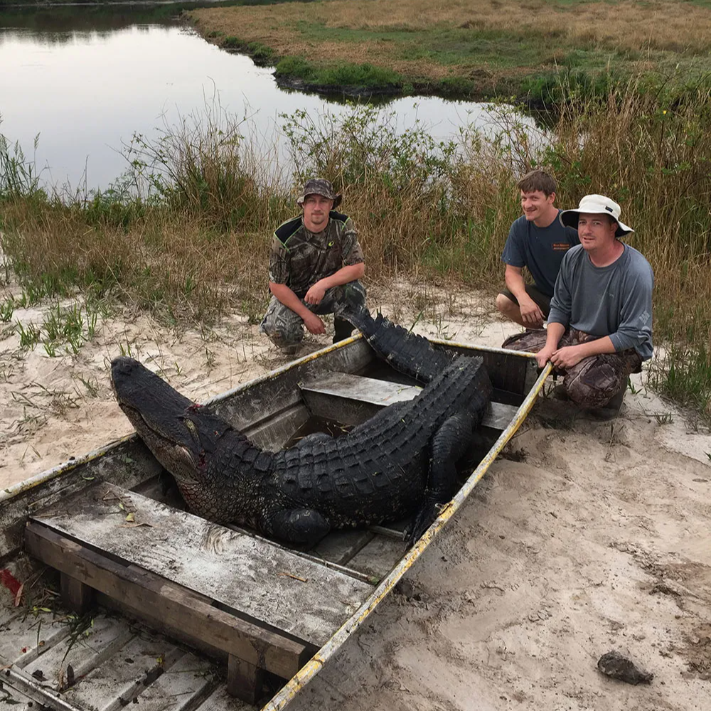 Florida Gator Takedown- 10' In Okeechobee