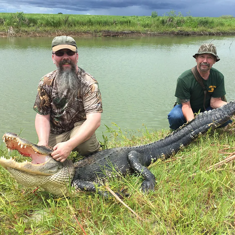 Florida Gator Takedown- 9' In Okeechobee