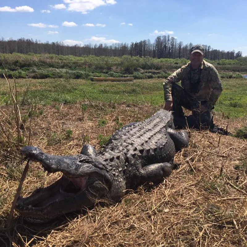 Florida Gator Takedown- 12' In Okeechobee