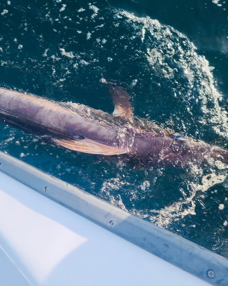 Orange Beach Swordfish Hunt In Orange Beach