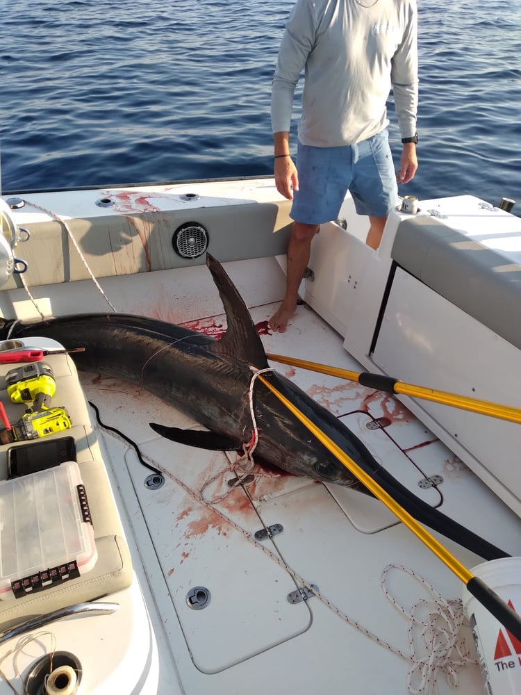 Orange Beach Swordfish Hunt In Orange Beach