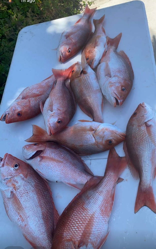 6 Hour Offshore Reef & Wreck Fishing In Port Aransas