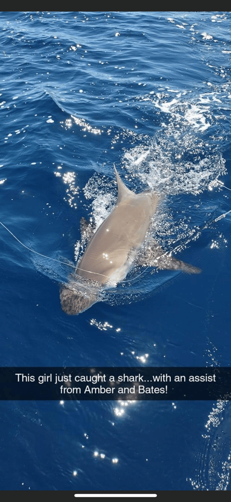 Offshore Shark Trips In Key Largo