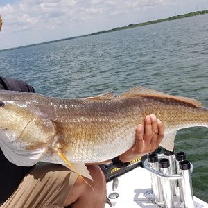 Redfish Trips In San Antonio