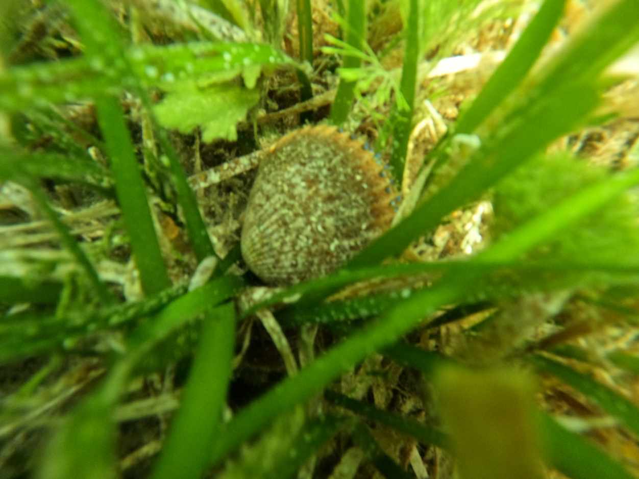 Scalloping In Crystal River