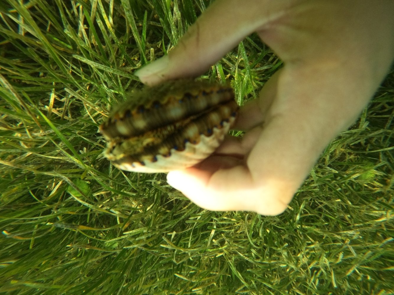 Scalloping In Crystal River