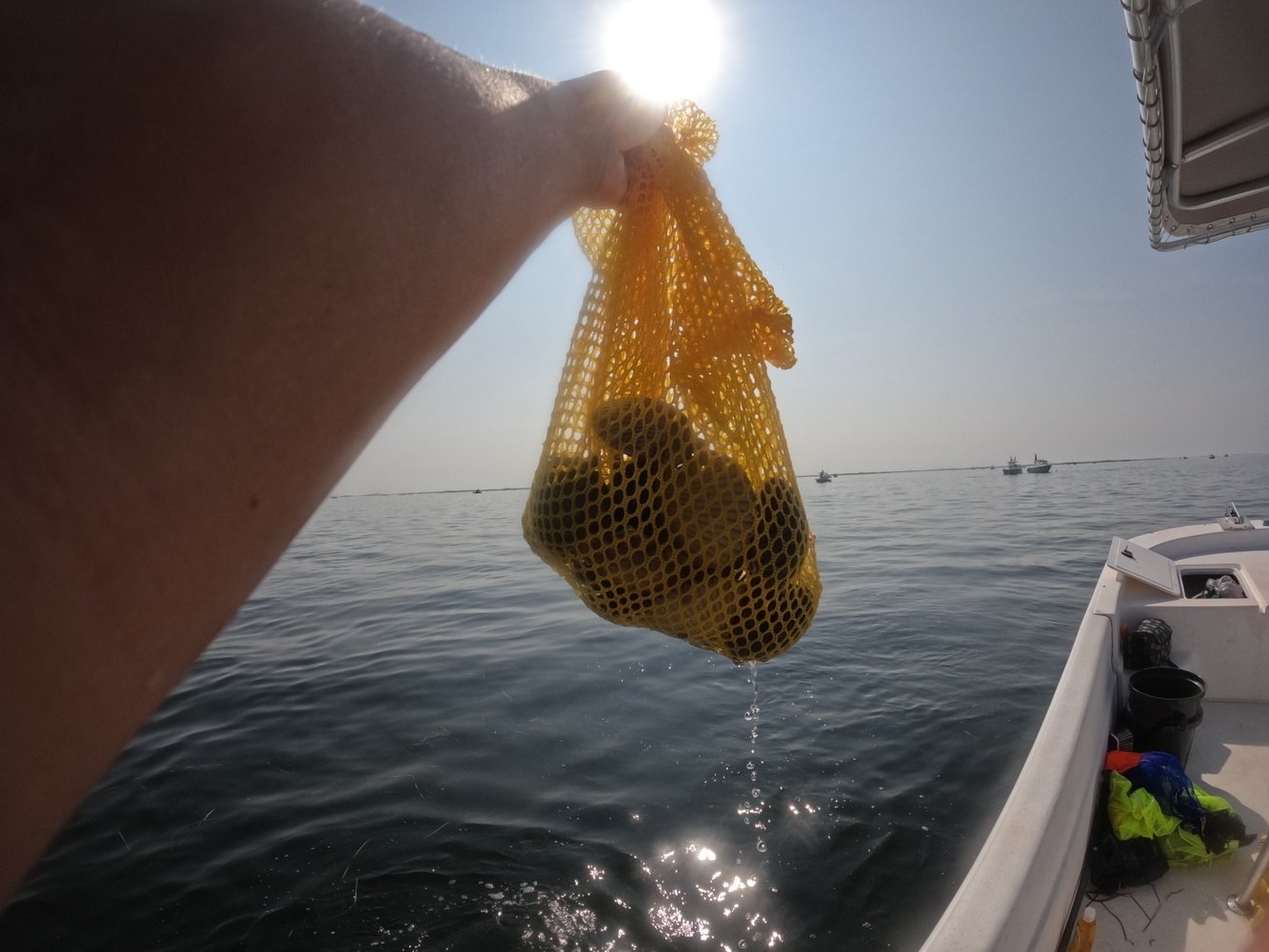 Scalloping In Crystal River