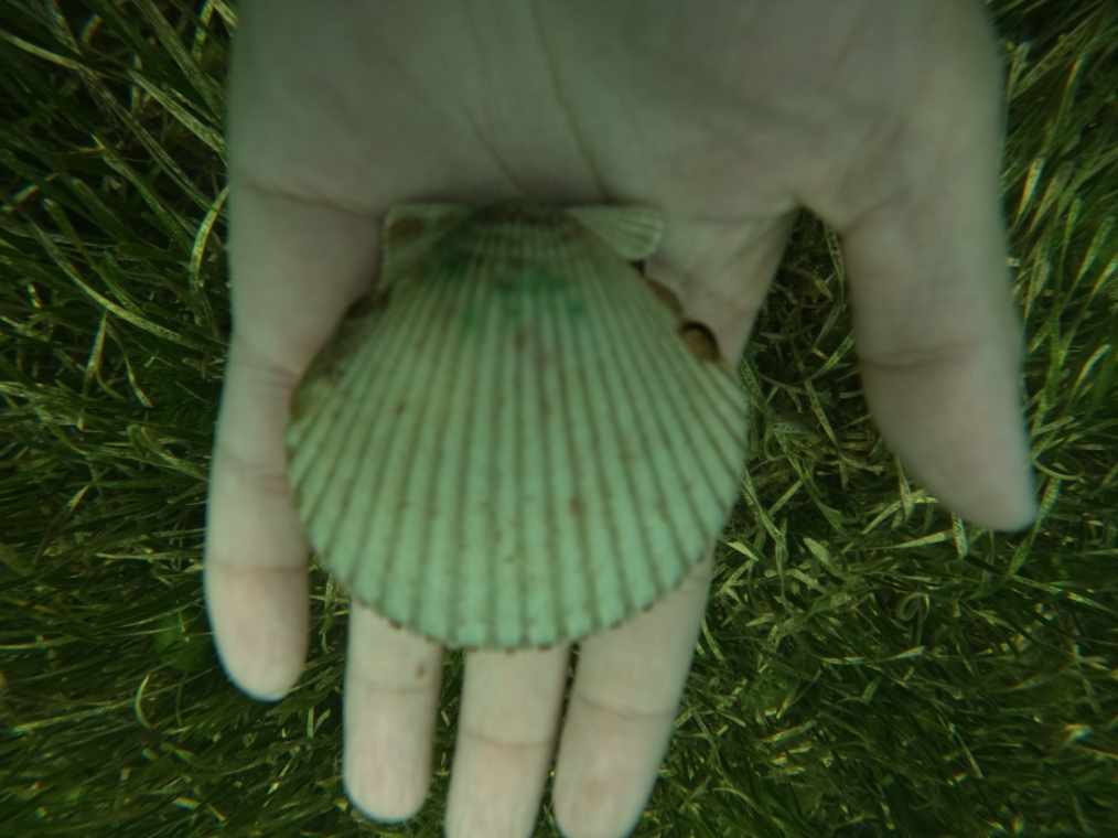 Scalloping In Crystal River