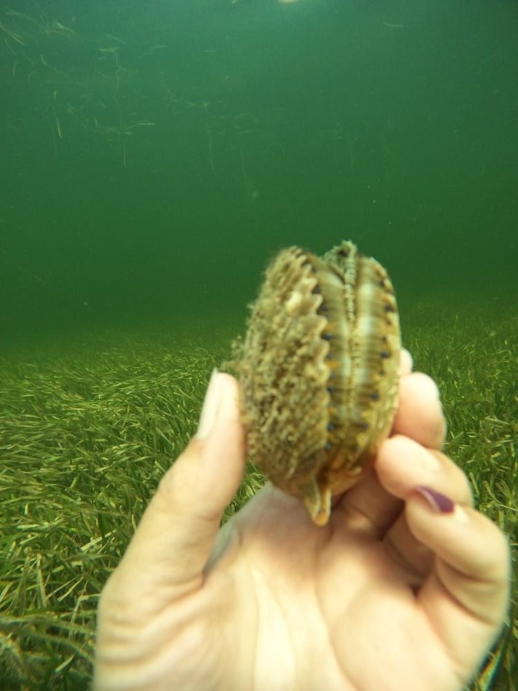 Scalloping In Crystal River