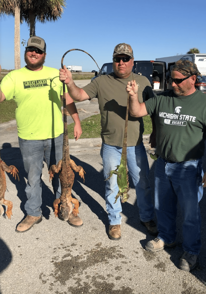 Iguana Hunts Delray Beach In Delray Beach