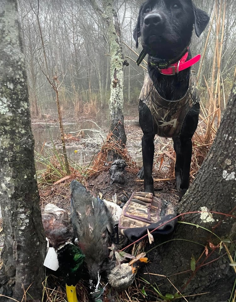 Open Water Duck Hunts In Atlantic Beach