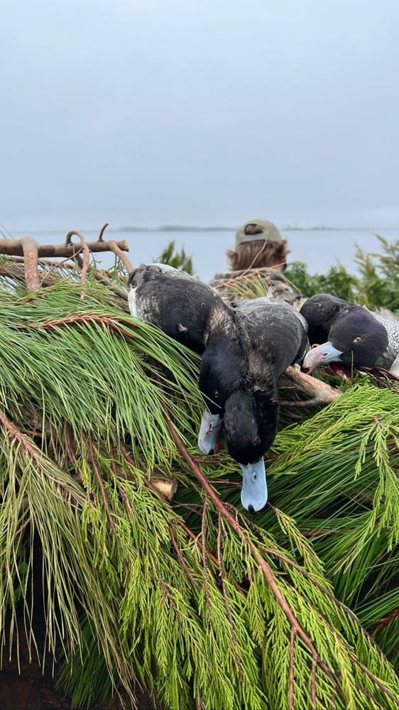 Open Water Duck Hunts In Atlantic Beach