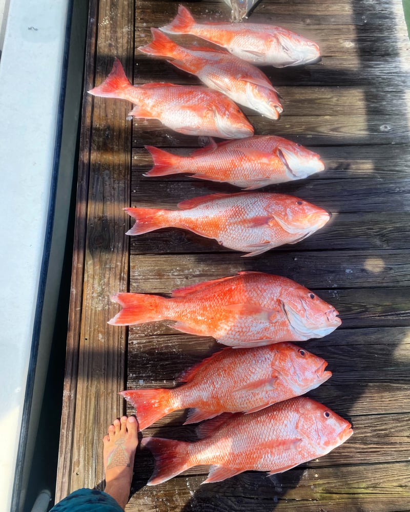 8 Hour Offshore Reef & Wreck Fishing In Port Aransas