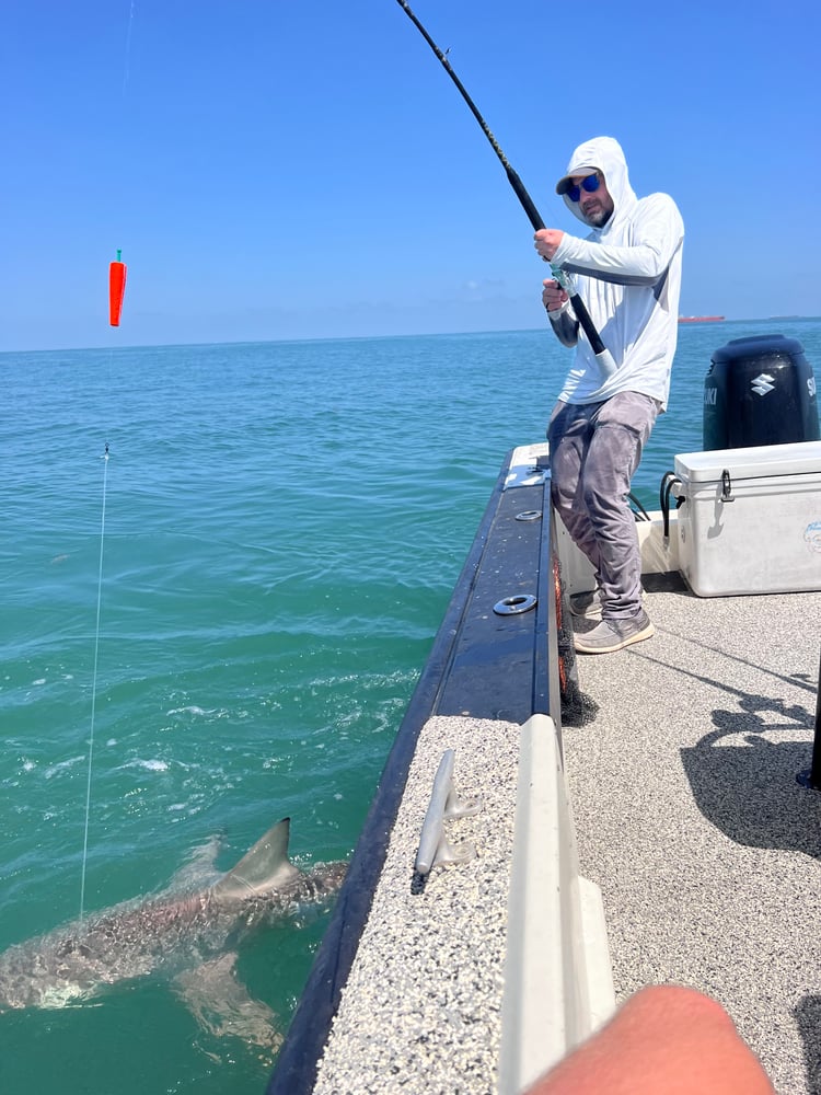 Shark Adventure In Galveston