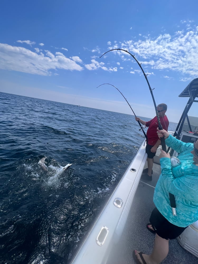 Shark Adventure In Galveston