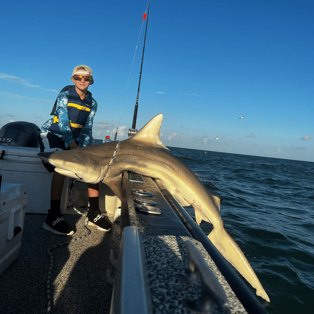 Shark Adventure In Galveston