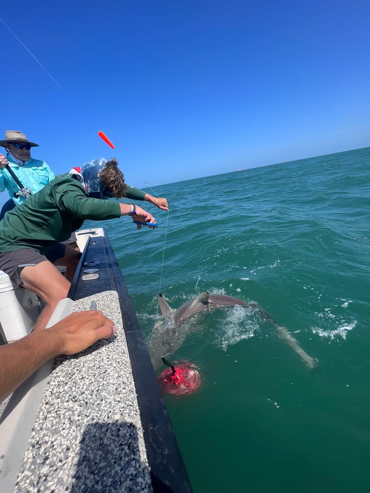 Shark Adventure In Galveston