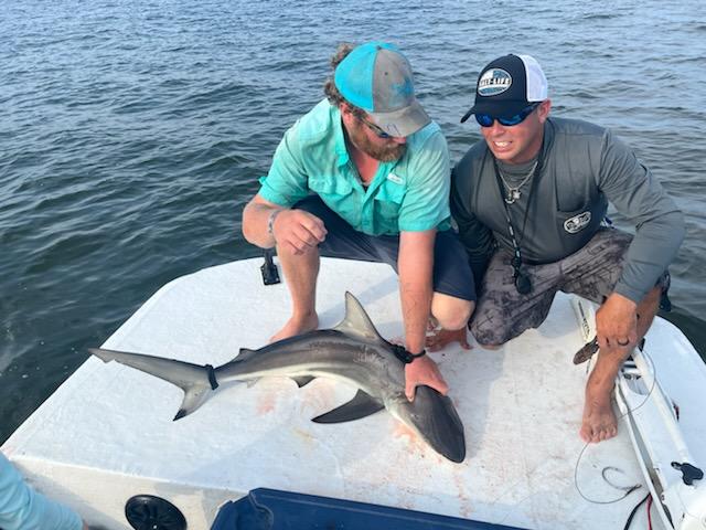 Battling Sharks! In Cedar Key