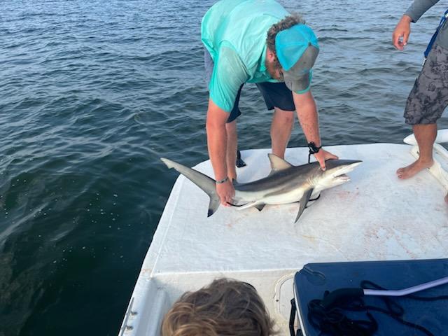 Battling Sharks! In Cedar Key