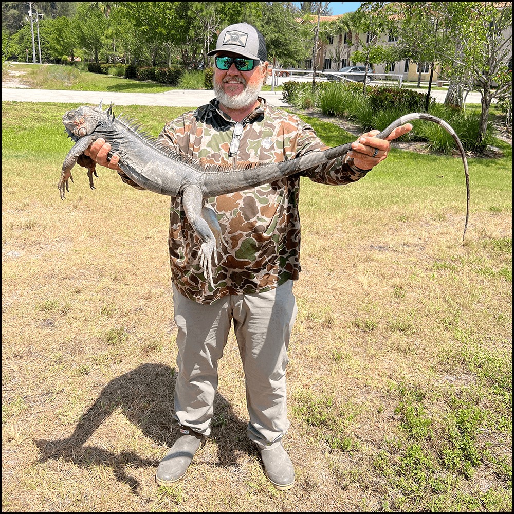 West Palm Beach Iguana Hunt In West Palm Beach