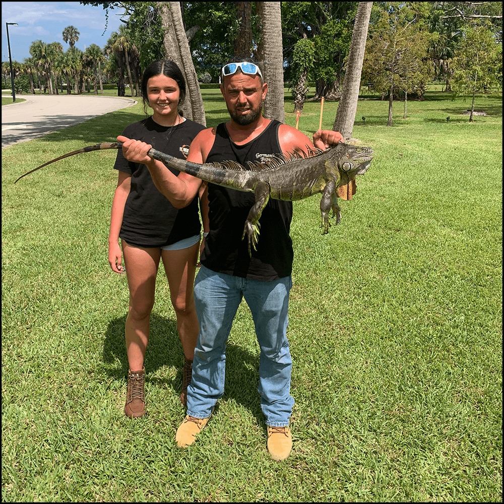 West Palm Beach Iguana Hunt In West Palm Beach