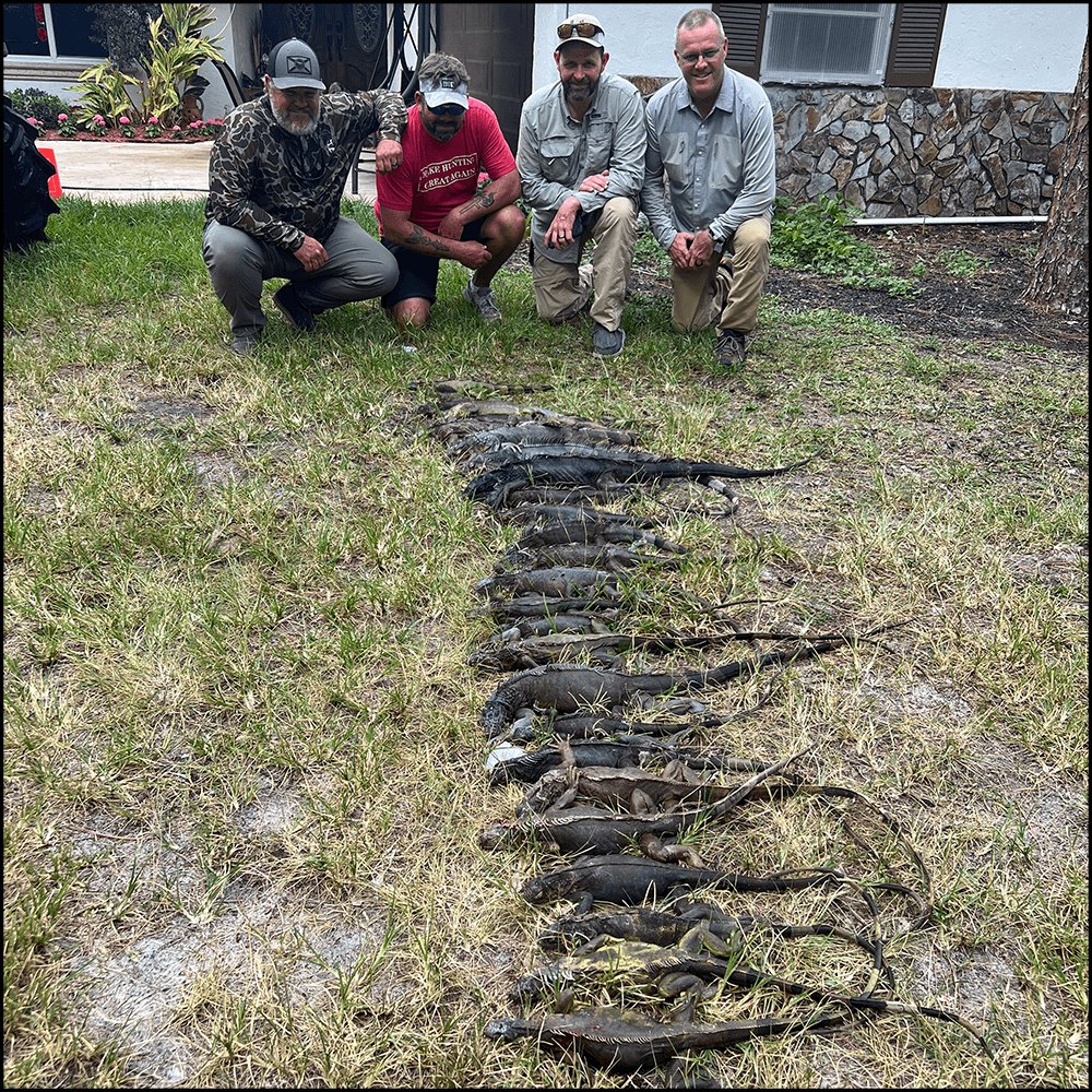 West Palm Beach Iguana Hunt In West Palm Beach