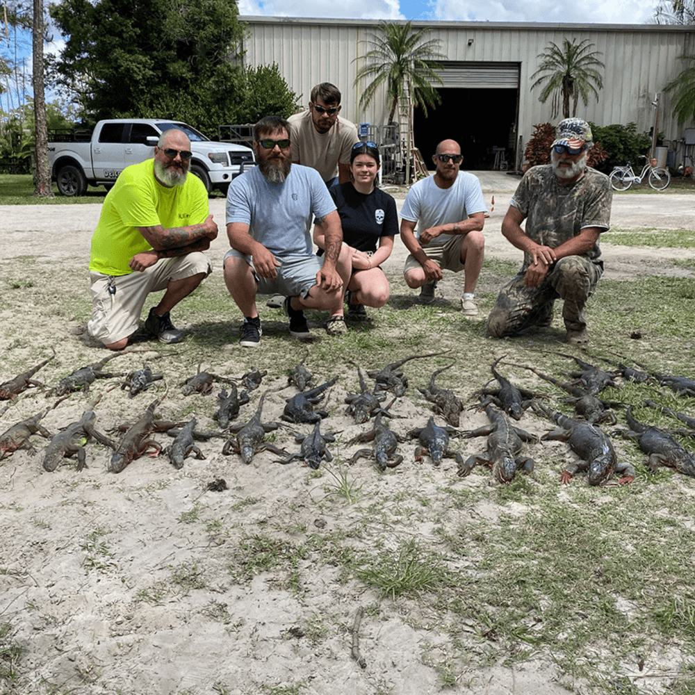 West Palm Beach Iguana Hunt In West Palm Beach