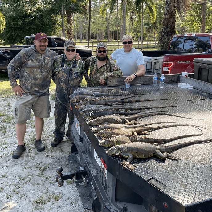 West Palm Beach Iguana Hunt In West Palm Beach