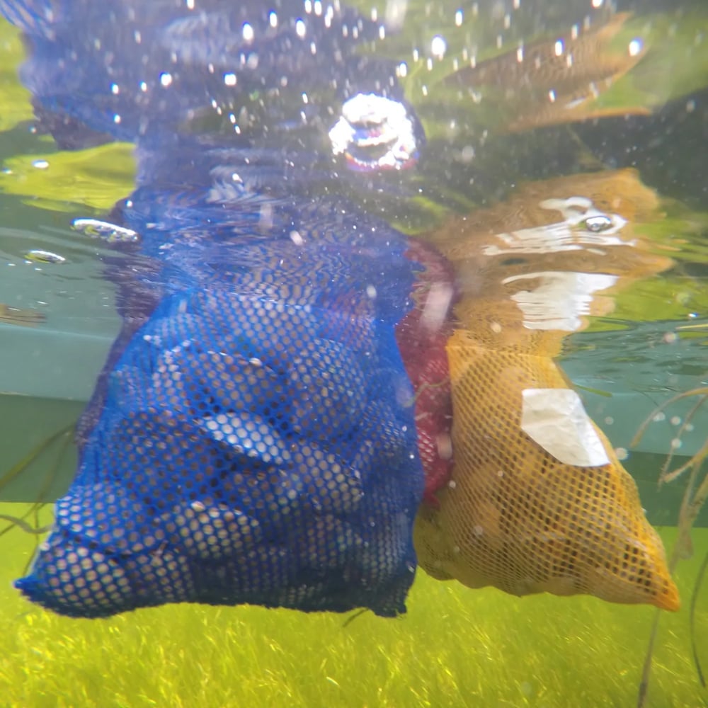 Scalloping In Crystal River