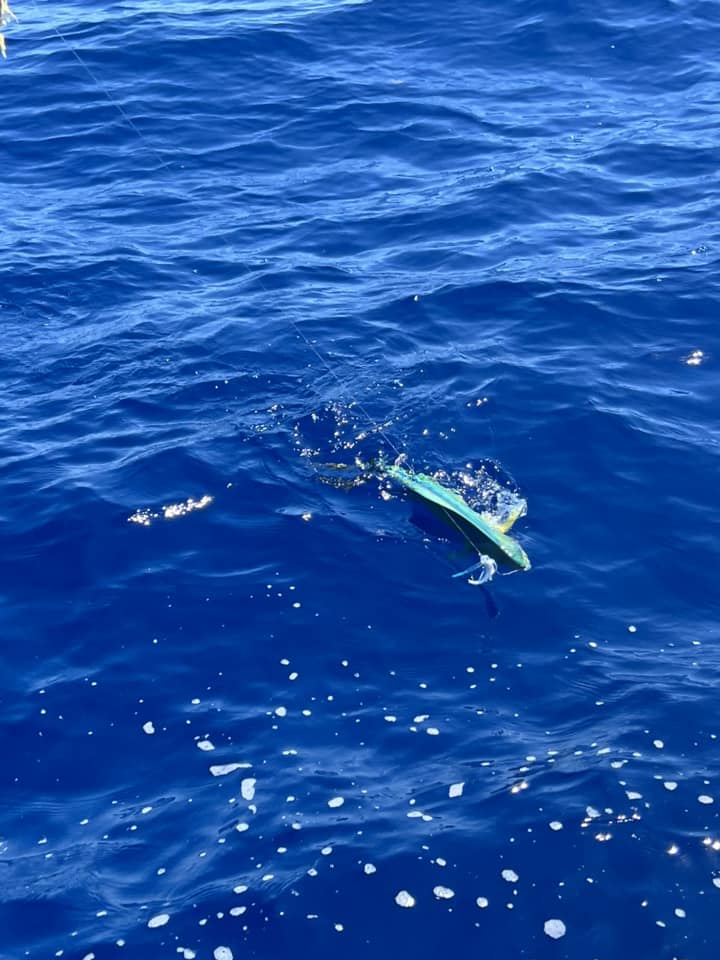 Reef Fishing In Little Torch Key