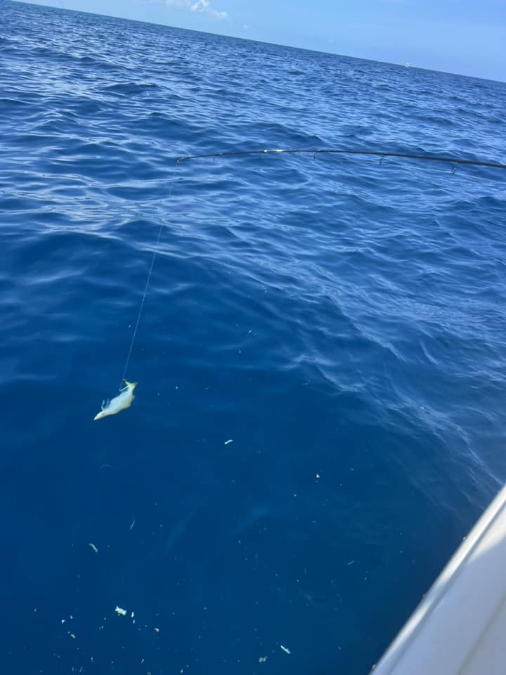 Reef Fishing In Little Torch Key