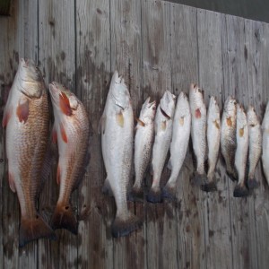 Rockport Airboat Redfishing! In Rockport