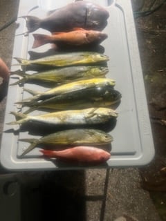 PCB Fish Frenzy In Panama City Beach