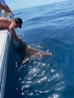 PCB Fish Frenzy In Panama City Beach