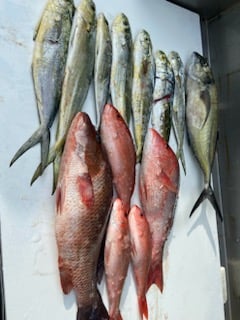 PCB Fish Frenzy In Panama City Beach