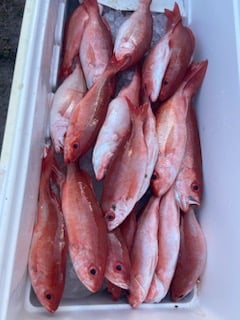 PCB Fish Frenzy In Panama City Beach