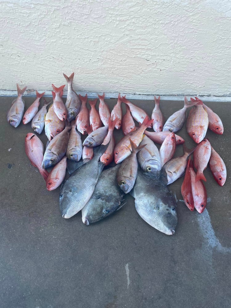 PCB Fish Frenzy In Panama City Beach