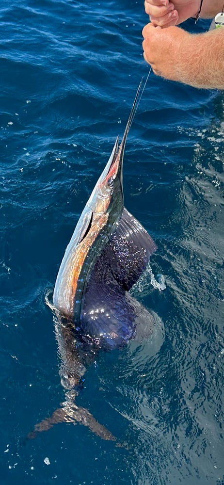 PCB Fish Frenzy In Panama City Beach