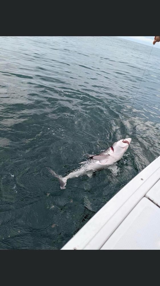 Offshore Monster Sharking!! In Freeport