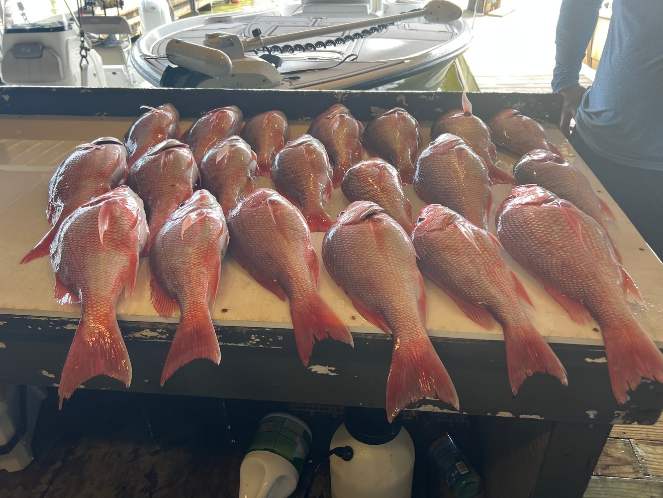 Red Snapper Trip In Boothville-Venice