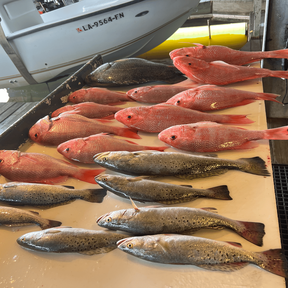 Red Snapper Trip In Boothville-Venice