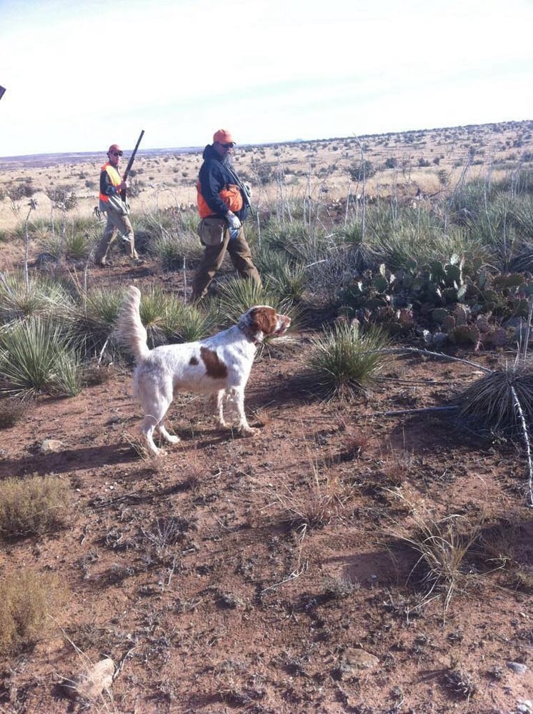 Texas Panhandle Quail Hunt W/ Lodging In Amarillo