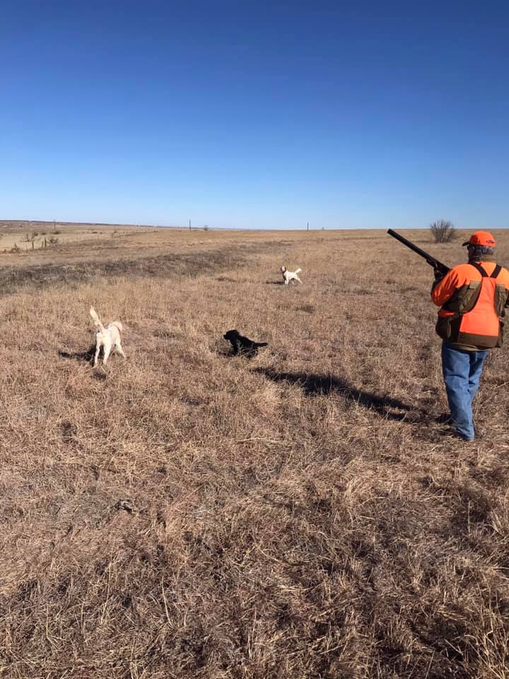 Texas Panhandle Quail Hunt W/ Lodging In Amarillo