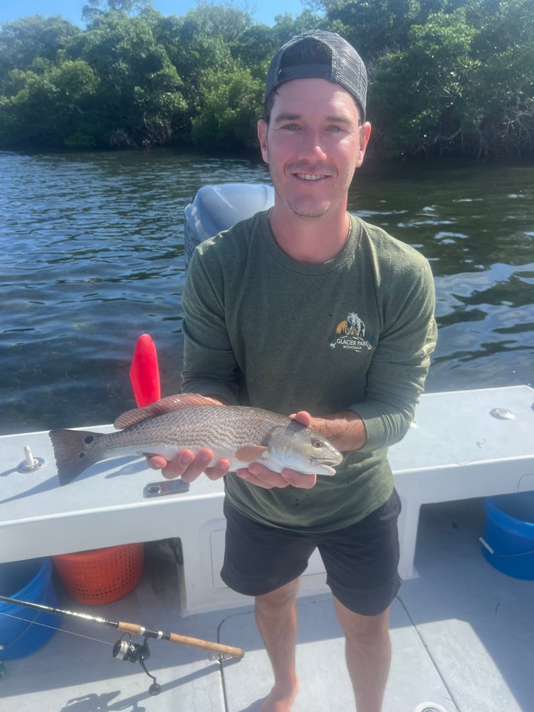 Tampa Bay Toads! In Holmes Beach